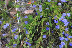 Dampiera stricta