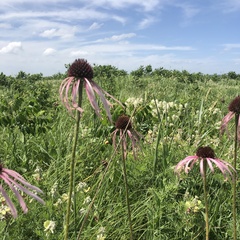 Echinacea pallida