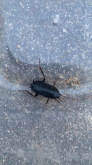 Blatta orientalis