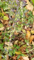 Artemisia indica