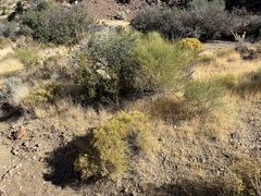 Gutierrezia microcephala