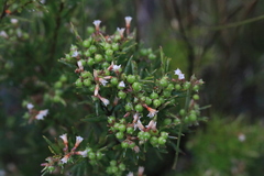 Acrothamnus melaleucoides