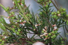 Acrothamnus melaleucoides