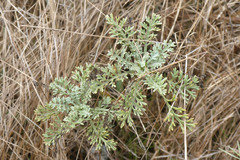 Artemisia caerulescens gallica
