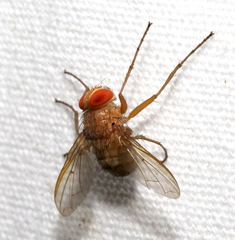 Ormia