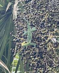 Anolis equestris