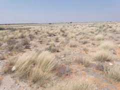 Aristida adscensionis