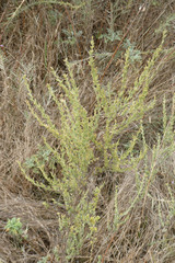 Artemisia caerulescens gallica