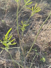 Baccharis neglecta