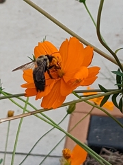 Xylocopa virginica texana