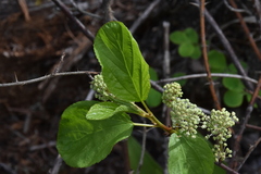 Ceanothus sanguineus