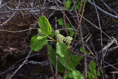 Ceanothus sanguineus