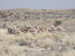 Aptosimum spinescens