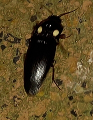 Pyrophorini