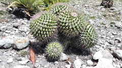 Mammillaria carnea