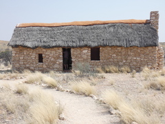 Aristida adscensionis