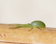 Cetratus