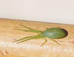 Cetratus