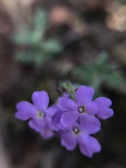 Glandularia gooddingii