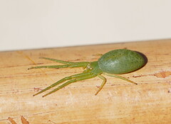 Cetratus