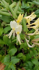 Lonicera