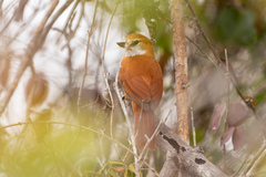 Megaxenops parnaguae