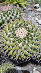 Mammillaria carnea