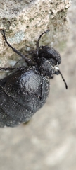 Meloe rugosus