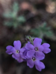 Glandularia gooddingii