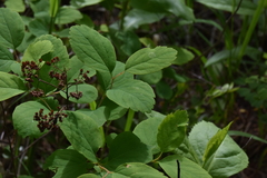 Spiraea betulifolia
