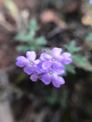 Glandularia gooddingii