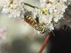 Philanthus multimaculatus