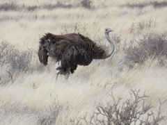 Struthio camelus australis