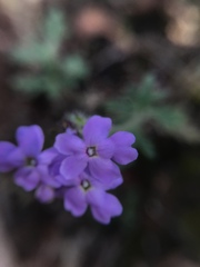 Glandularia gooddingii