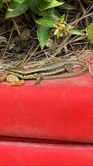 Phoenicolacerta laevis