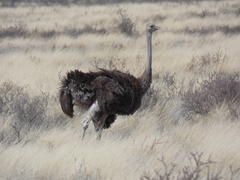 Struthio camelus australis