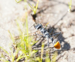 Myrmecia mandibularis