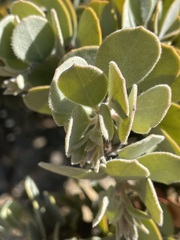 Arctostaphylos canescens