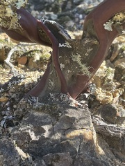 Arctostaphylos canescens