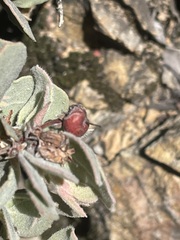 Arctostaphylos canescens