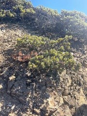 Arctostaphylos canescens