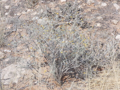 Pentzia calcarea
