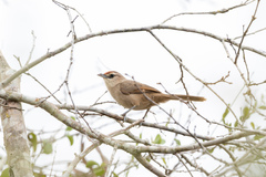 Phacellodomus rufifrons