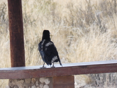 Corvus capensis