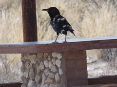 Corvus capensis