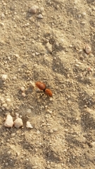 Dasymutilla californica