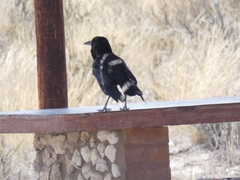 Corvus capensis