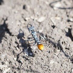 Myrmecia mandibularis
