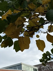 Liriodendron tulipifera