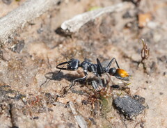 Myrmecia mandibularis